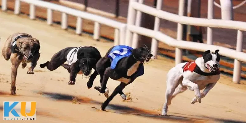 Cách chơi cá cược đua chó và mẹo thắng cho người mới Các loại cược phổ biến trong cá cược đua chó