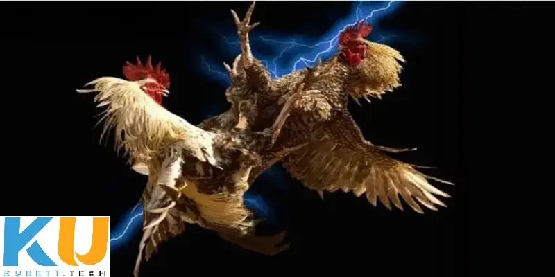 Cách chơi đá gà trên mạng uy tín tại Kubet  Cách chơi đá gà trên mạng uy tín - Mẹo đá gà để tăng cơ hội chiến thắng