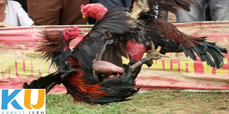 Đá gà cựa dao kinh điển Kubet - Bí quyết chọi gà hoàn hảo da ga cua dao kinh dien