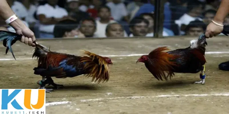 Cá độ đá gà cựa sắt – Chọn chiến kê cho đấu trường sinh tử Tiêu chí quan trọng cần nhớ để chọn gà chọi xuất sắc cho trận đấu cá độ đá gà cựa sắt